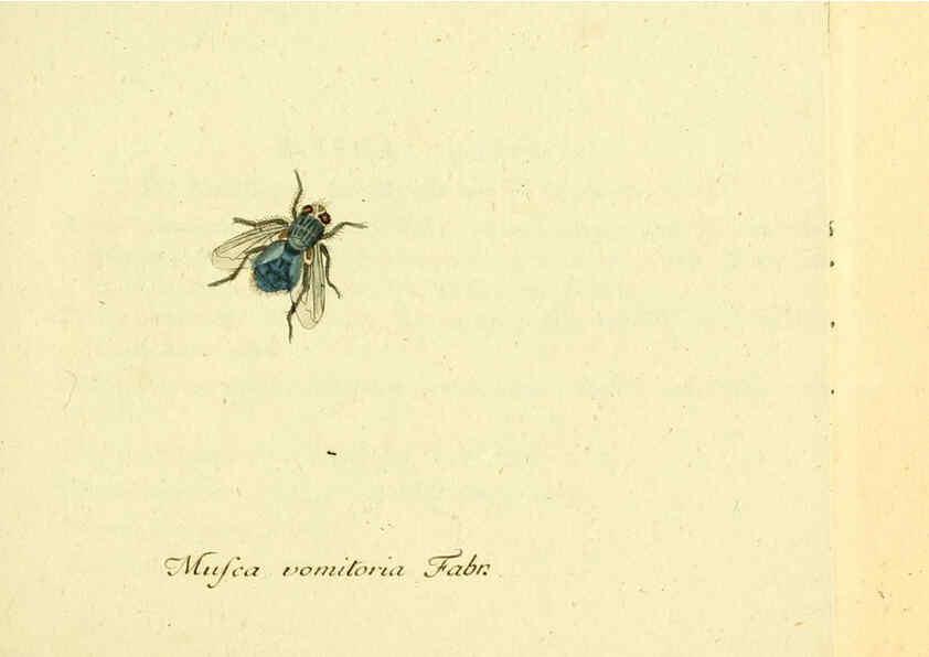Reproducción/Reproduction 6045701757: Fauna Germanica, Diptera Nuremberg? :s.n.,between 1793 and 1805? 