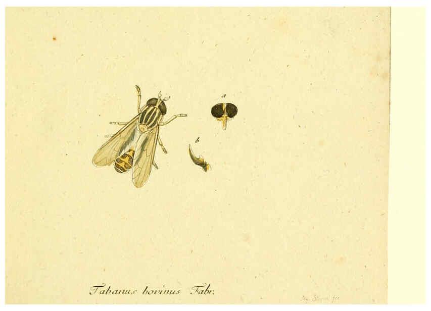 Reproducción/Reproduction 6046245022: Fauna Germanica, Diptera Nuremberg? :s.n.,between 1793 and 1805? 