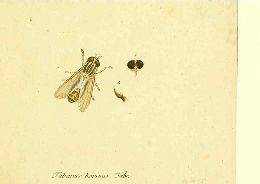Reproducción/Reproduction 6046245022: Fauna Germanica, Diptera Nuremberg? :s.n.,between 1793 and 1805? 