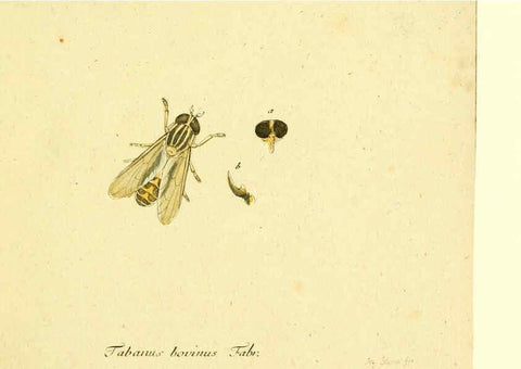 Reproducción/Reproduction 6046245022: Fauna Germanica, Diptera Nuremberg? :s.n.,between 1793 and 1805? 
