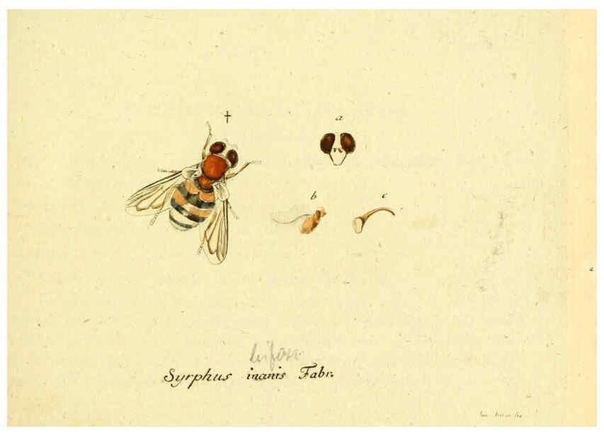 Reproducción/Reproduction 6045695245: Fauna Germanica, Diptera Nuremberg? :s.n.,between 1793 and 1805? 