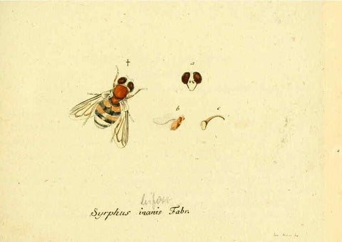 Reproducción/Reproduction 6045695245: Fauna Germanica, Diptera Nuremberg? :s.n.,between 1793 and 1805? 