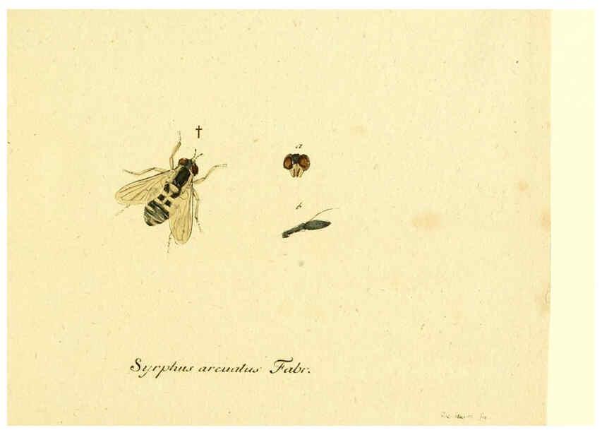 Reproducción/Reproduction 6046244436: Fauna Germanica, Diptera Nuremberg? :s.n.,between 1793 and 1805? 