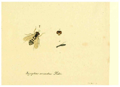 Reproducción/Reproduction 6046244436: Fauna Germanica, Diptera Nuremberg? :s.n.,between 1793 and 1805? 