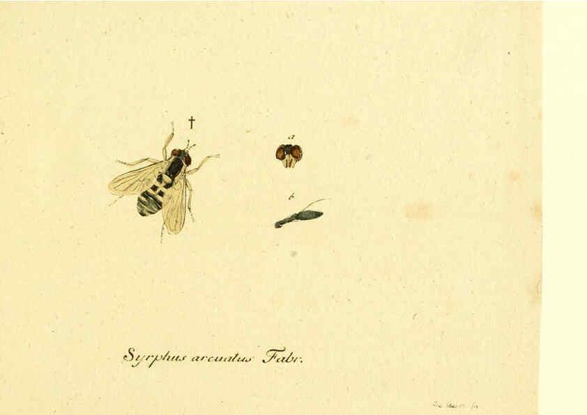 Reproducción/Reproduction 6046244436: Fauna Germanica, Diptera Nuremberg? :s.n.,between 1793 and 1805? 