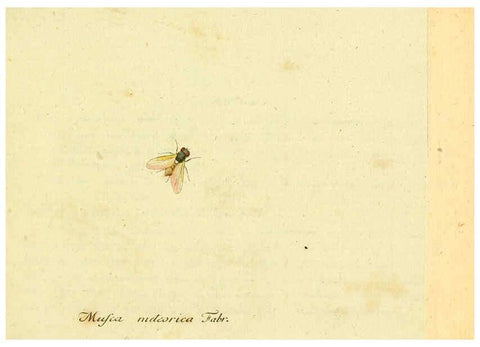 Reproducción/Reproduction 6046244064: Fauna Germanica, Diptera Nuremberg? :s.n.,between 1793 and 1805? 