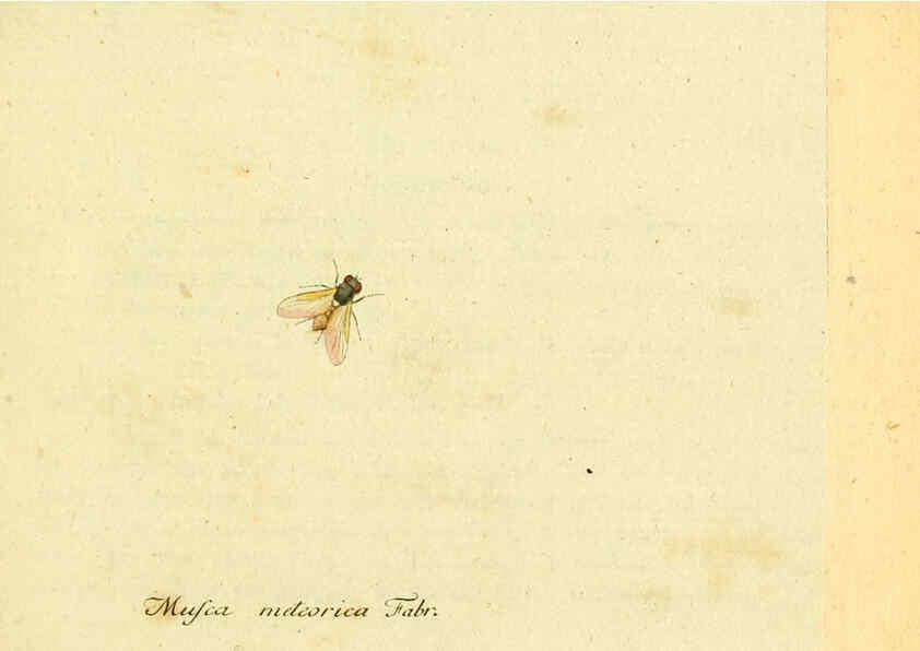 Reproducción/Reproduction 6046244064: Fauna Germanica, Diptera Nuremberg? :s.n.,between 1793 and 1805? 