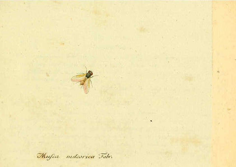 Reproducción/Reproduction 6046244064: Fauna Germanica, Diptera Nuremberg? :s.n.,between 1793 and 1805? 