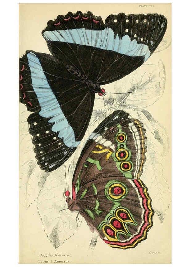 Reproducción/Reproduction 6045551159: Foreign butterflies Edinburgh :Henry G. Bohn,1858