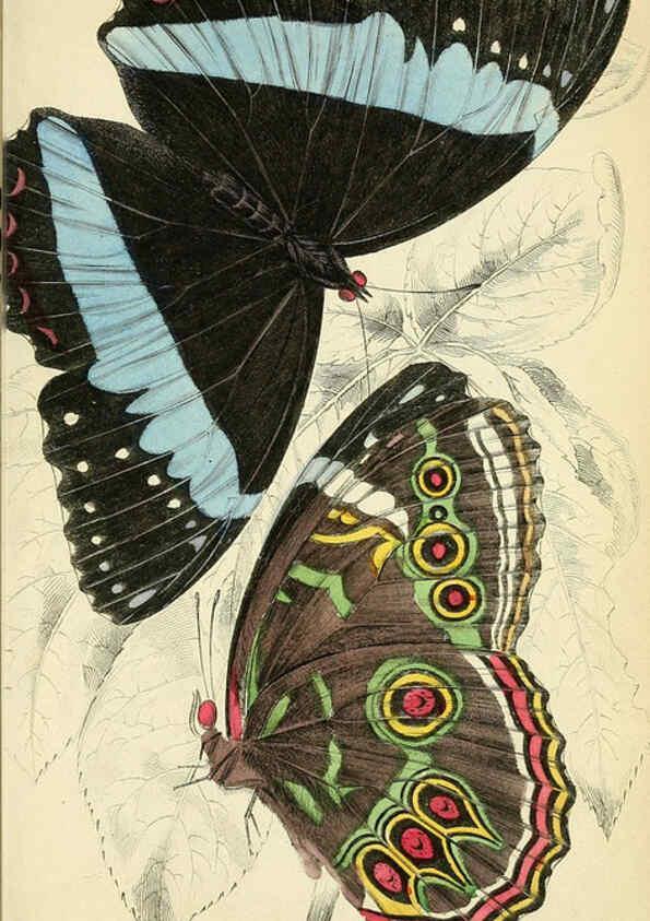Reproducción/Reproduction 6045551159: Foreign butterflies Edinburgh :Henry G. Bohn,1858