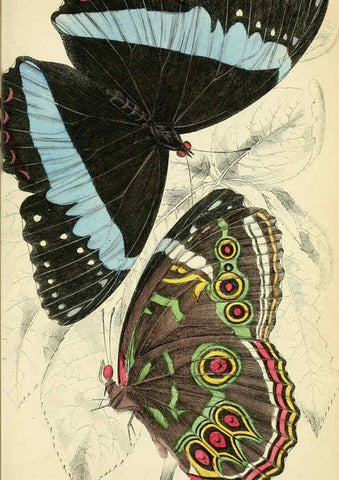 Reproducción/Reproduction 6045551159: Foreign butterflies Edinburgh :Henry G. Bohn,1858