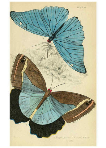 Reproducción/Reproduction 6045551657: Foreign butterflies Edinburgh :Henry G. Bohn,1858