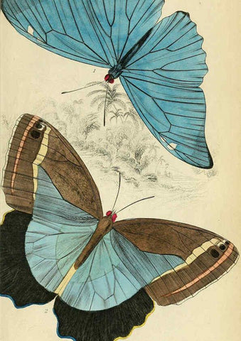 Reproducción/Reproduction 6045551657: Foreign butterflies Edinburgh :Henry G. Bohn,1858