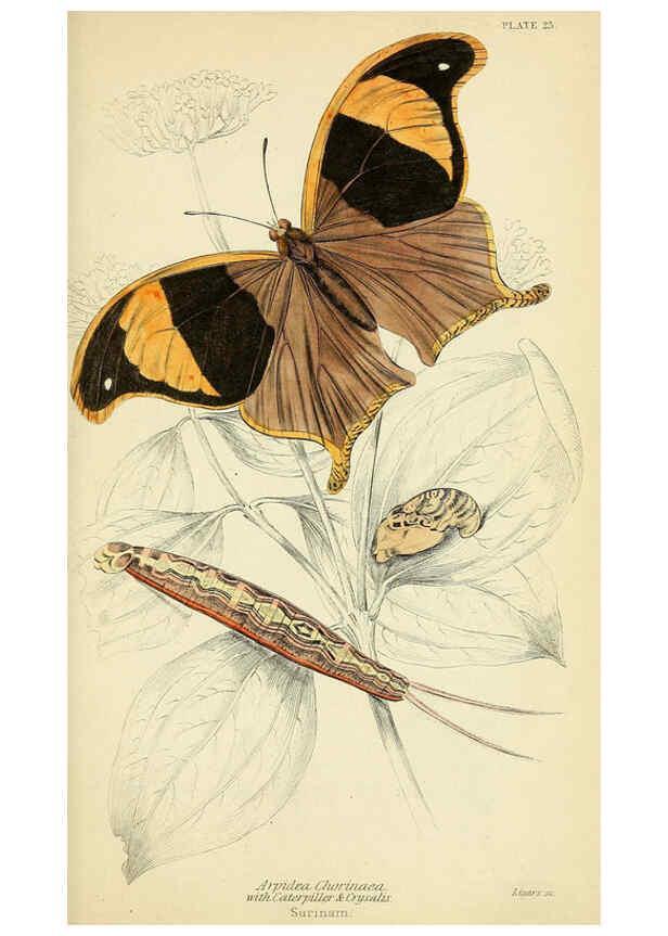 Reproducción/Reproduction 6045552133: Foreign butterflies Edinburgh :Henry G. Bohn,1858