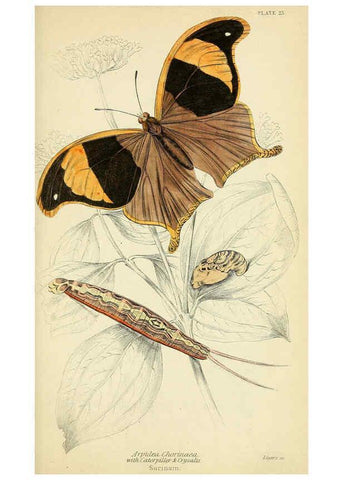 Reproducción/Reproduction 6045552133: Foreign butterflies Edinburgh :Henry G. Bohn,1858