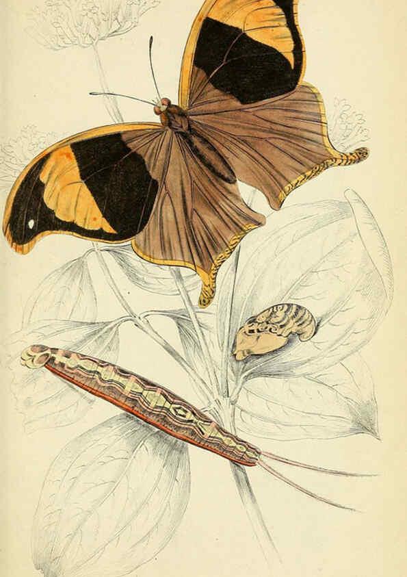 Reproducción/Reproduction 6045552133: Foreign butterflies Edinburgh :Henry G. Bohn,1858
