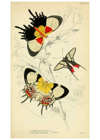 Reproducción/Reproduction 6045552493: Foreign butterflies Edinburgh :Henry G. Bohn,1858