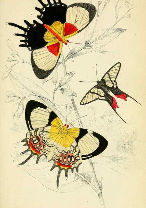 Reproducción/Reproduction 6045552493: Foreign butterflies Edinburgh :Henry G. Bohn,1858