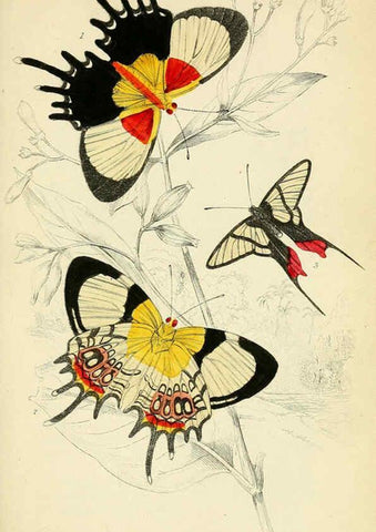Reproducción/Reproduction 6045552493: Foreign butterflies Edinburgh :Henry G. Bohn,1858