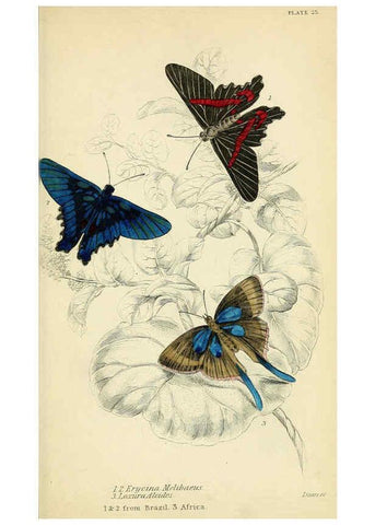 Reproducción/Reproduction 6046101916: Foreign butterflies Edinburgh :Henry G. Bohn,1858