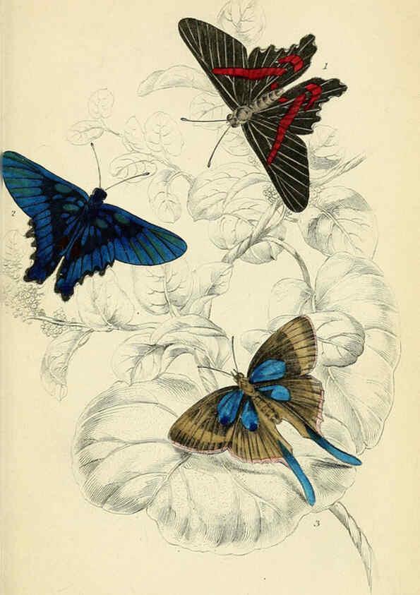 Reproducción/Reproduction 6046101916: Foreign butterflies Edinburgh :Henry G. Bohn,1858