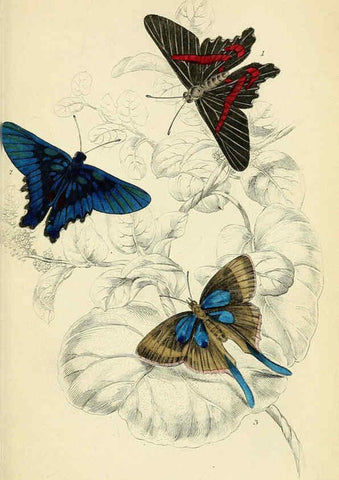 Reproducción/Reproduction 6046101916: Foreign butterflies Edinburgh :Henry G. Bohn,1858