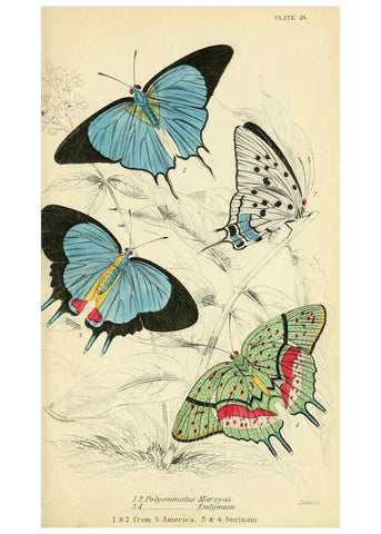 Reproducción/Reproduction 6046102334: Foreign butterflies Edinburgh :Henry G. Bohn,1858