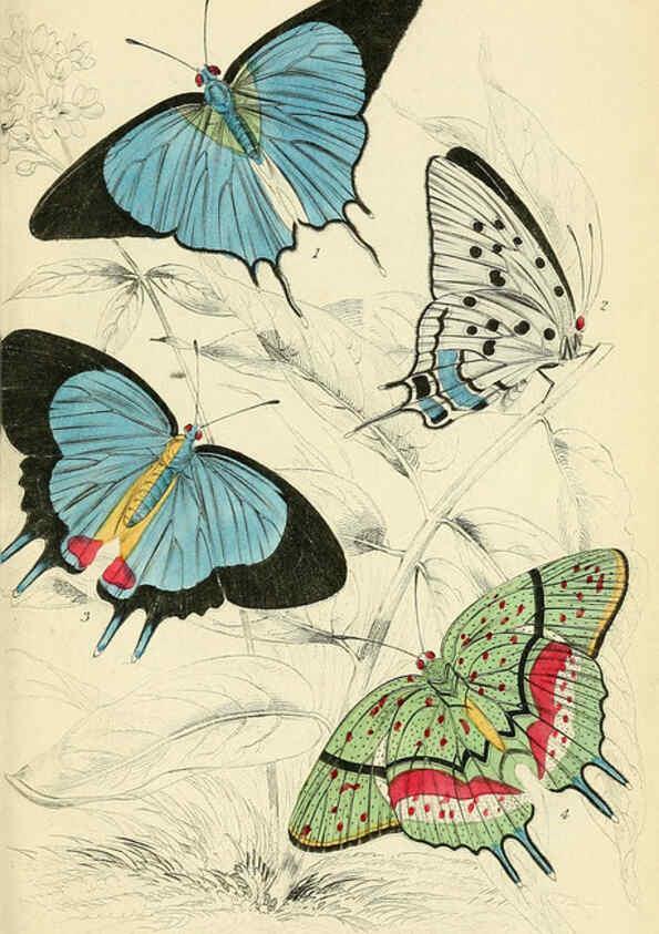 Reproducción/Reproduction 6046102334: Foreign butterflies Edinburgh :Henry G. Bohn,1858