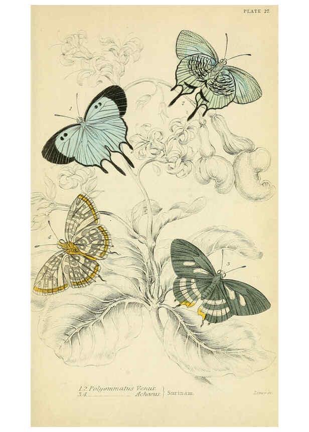 Reproducción/Reproduction 6046102978: Foreign butterflies Edinburgh :Henry G. Bohn,1858