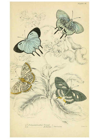 Reproducción/Reproduction 6046102978: Foreign butterflies Edinburgh :Henry G. Bohn,1858