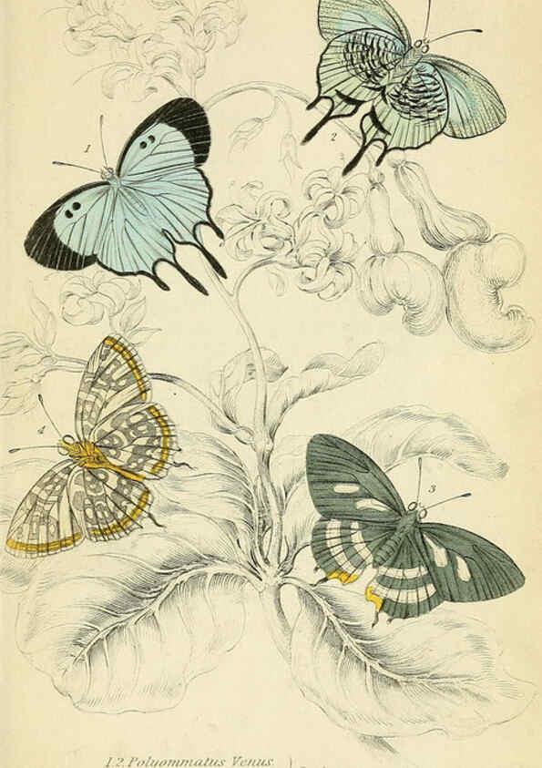 Reproducción/Reproduction 6046102978: Foreign butterflies Edinburgh :Henry G. Bohn,1858