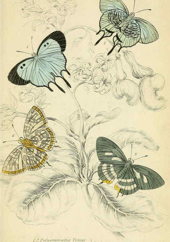 Reproducción/Reproduction 6046102978: Foreign butterflies Edinburgh :Henry G. Bohn,1858