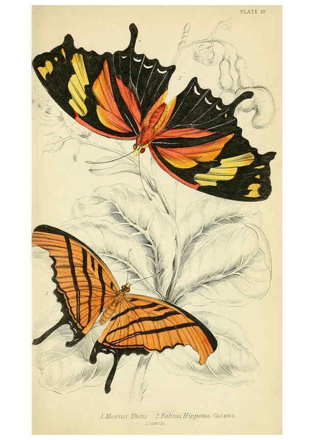Reproducción/Reproduction 6045550419: Foreign butterflies Edinburgh :Henry G. Bohn,1858