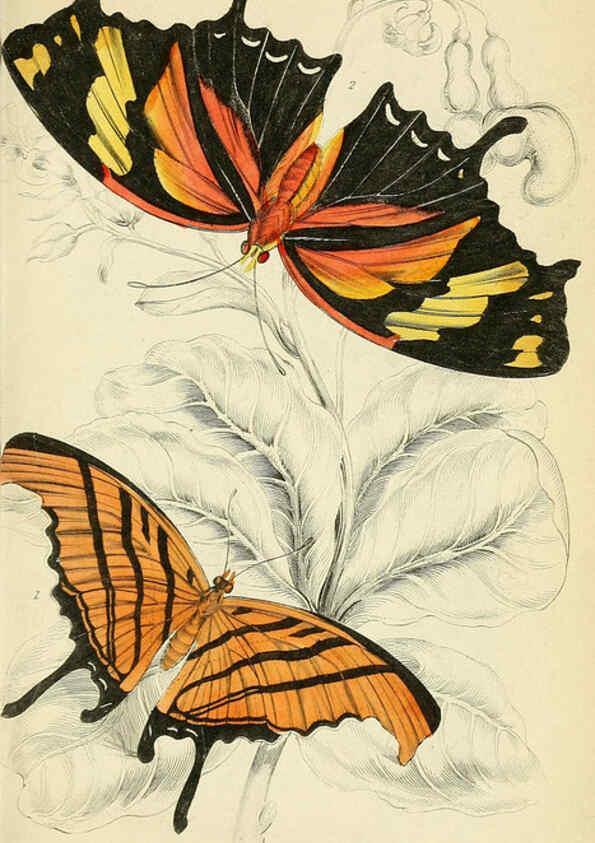 Reproducción/Reproduction 6045550419: Foreign butterflies Edinburgh :Henry G. Bohn,1858