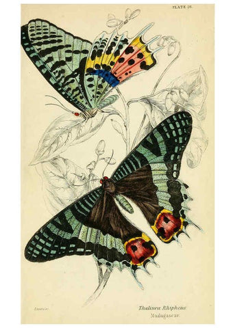 Reproducción/Reproduction 6045554957: Foreign butterflies Edinburgh :Henry G. Bohn,1858