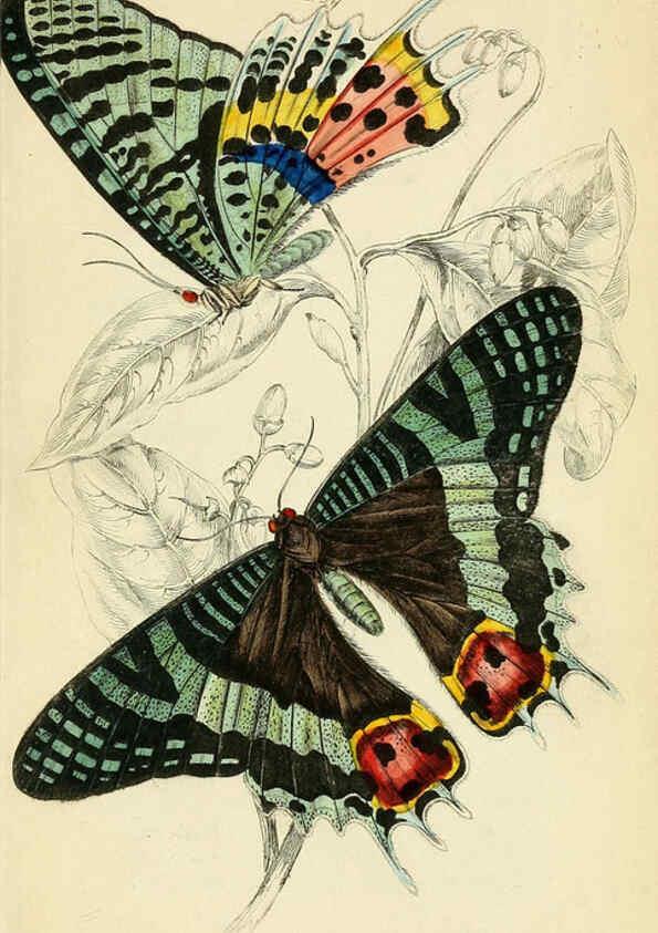 Reproducción/Reproduction 6045554957: Foreign butterflies Edinburgh :Henry G. Bohn,1858