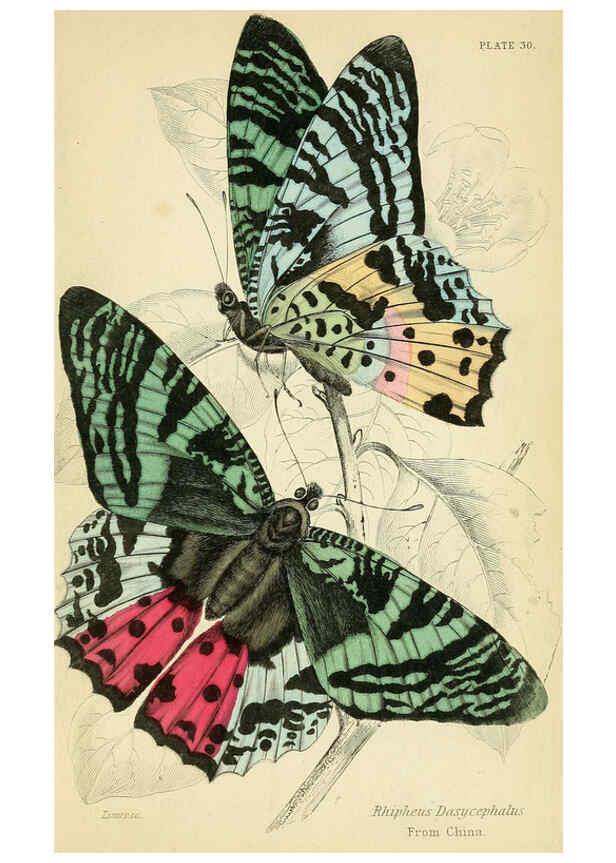 Reproducción/Reproduction 6045555795: Foreign butterflies Edinburgh :Henry G. Bohn,1858