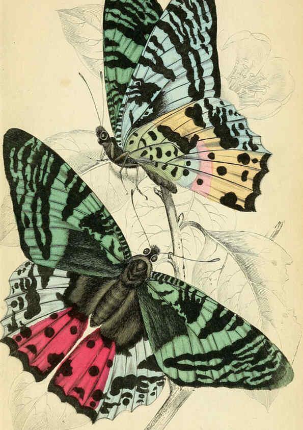 Reproducción/Reproduction 6045555795: Foreign butterflies Edinburgh :Henry G. Bohn,1858