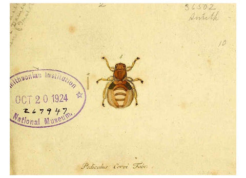 Reproducción/Reproduction 6046242122: Fauna Germanica, Diptera Nuremberg? :s.n.,between 1793 and 1805? 