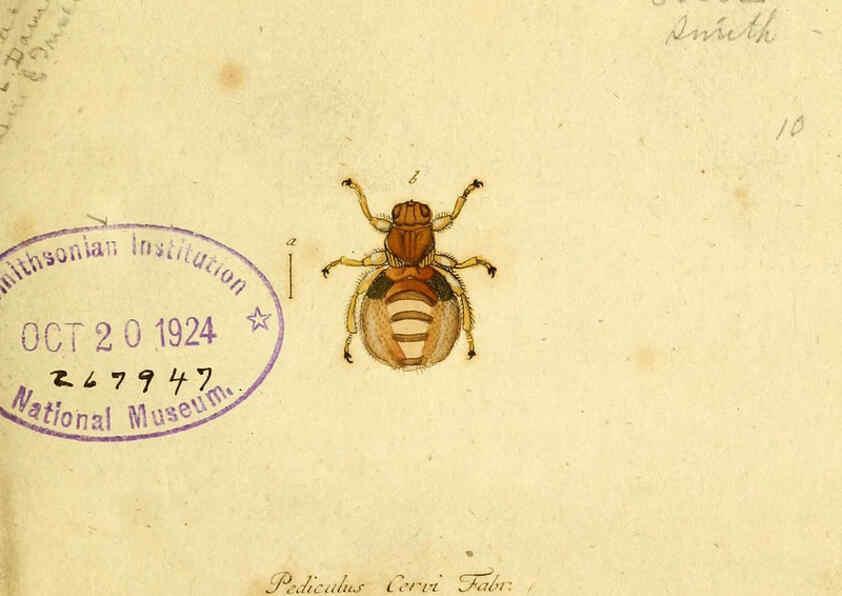 Reproducción/Reproduction 6046242122: Fauna Germanica, Diptera Nuremberg? :s.n.,between 1793 and 1805? 