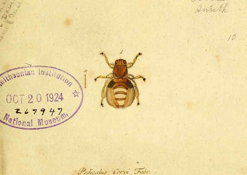 Reproducción/Reproduction 6046242122: Fauna Germanica, Diptera Nuremberg? :s.n.,between 1793 and 1805? 