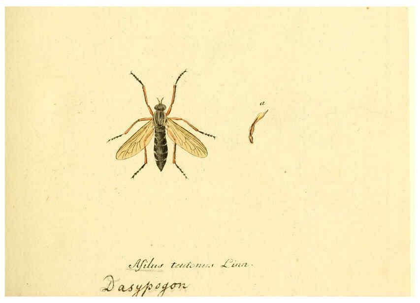 Reproducción/Reproduction 6046242636: Fauna Germanica, Diptera Nuremberg? :s.n.,between 1793 and 1805? 