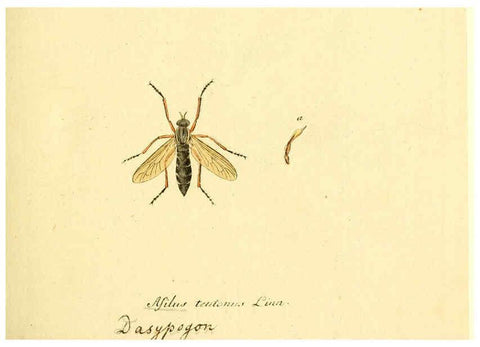 Reproducción/Reproduction 6046242636: Fauna Germanica, Diptera Nuremberg? :s.n.,between 1793 and 1805? 