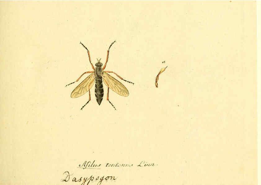 Reproducción/Reproduction 6046242636: Fauna Germanica, Diptera Nuremberg? :s.n.,between 1793 and 1805? 