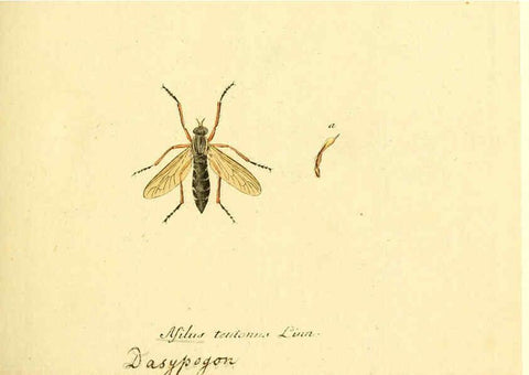 Reproducción/Reproduction 6046242636: Fauna Germanica, Diptera Nuremberg? :s.n.,between 1793 and 1805? 