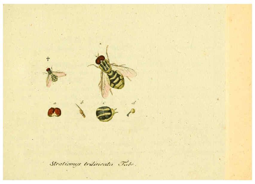 Reproducción/Reproduction 6045693605: Fauna Germanica, Diptera Nuremberg? :s.n.,between 1793 and 1805? 
