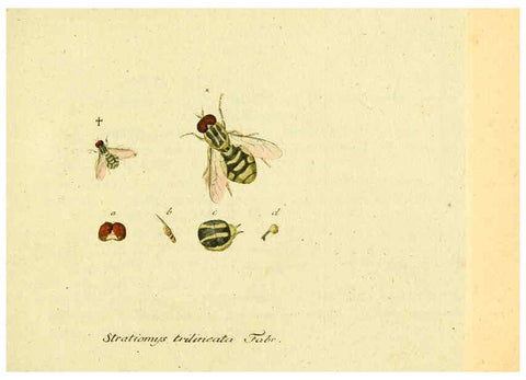 Reproducción/Reproduction 6045693605: Fauna Germanica, Diptera Nuremberg? :s.n.,between 1793 and 1805? 