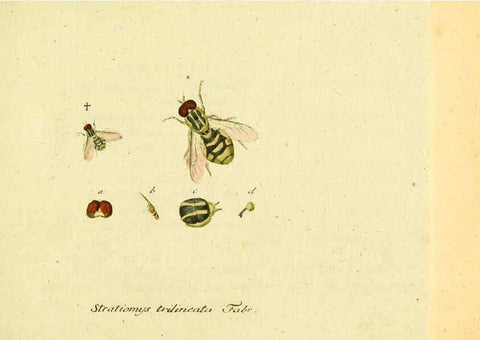 Reproducción/Reproduction 6045693605: Fauna Germanica, Diptera Nuremberg? :s.n.,between 1793 and 1805? 