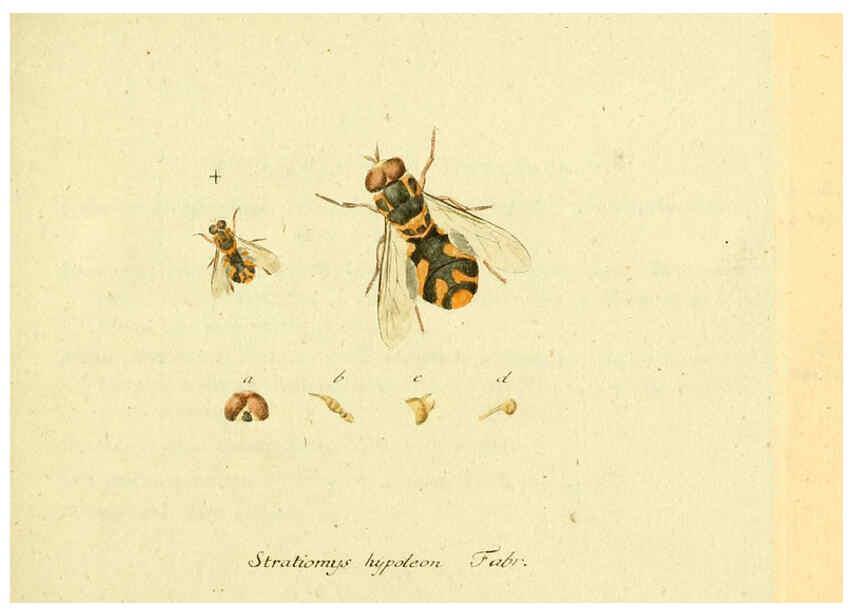 Reproducción/Reproduction 6046243250: Fauna Germanica, Diptera Nuremberg? :s.n.,between 1793 and 1805? 