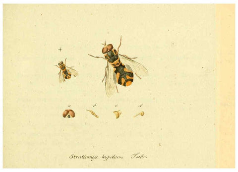 Reproducción/Reproduction 6046243250: Fauna Germanica, Diptera Nuremberg? :s.n.,between 1793 and 1805? 